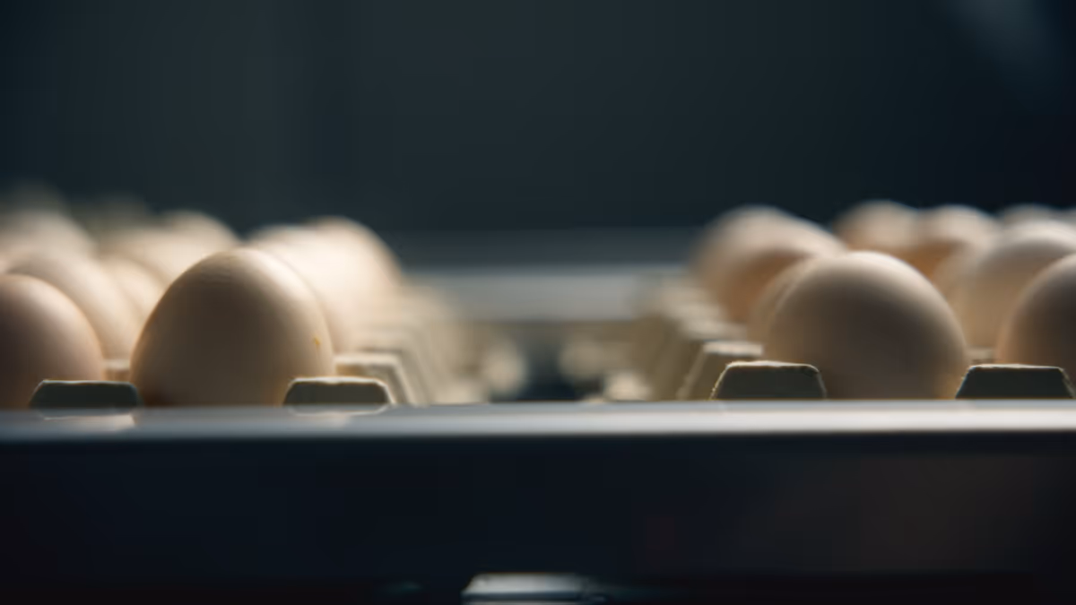 Ter Heerdt and Verbeek install Genus Focus for In-Ovo Sexing in the Netherlands