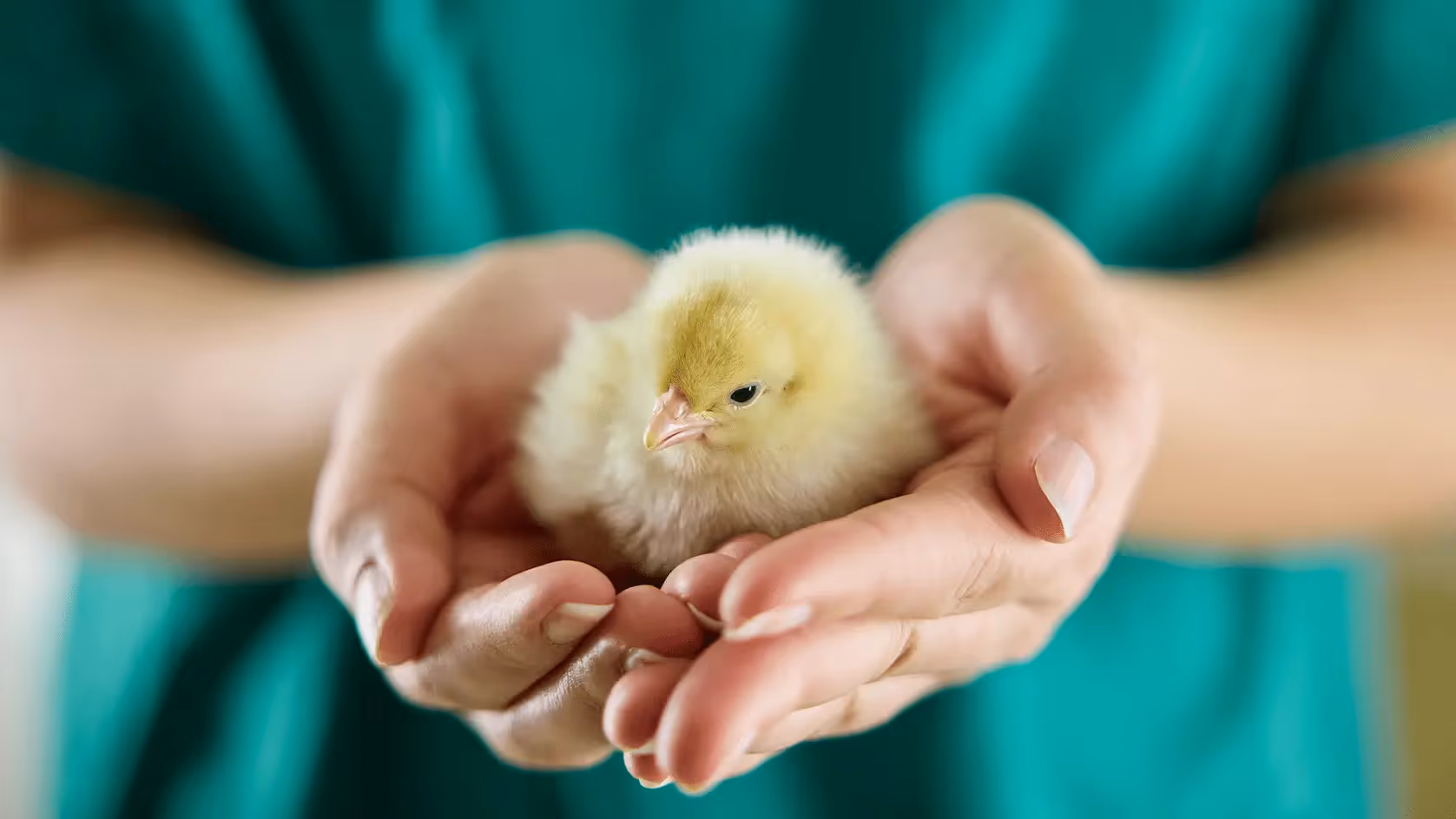 Orbem joins Omelette Project to Promote Laying Hens’ Longevity