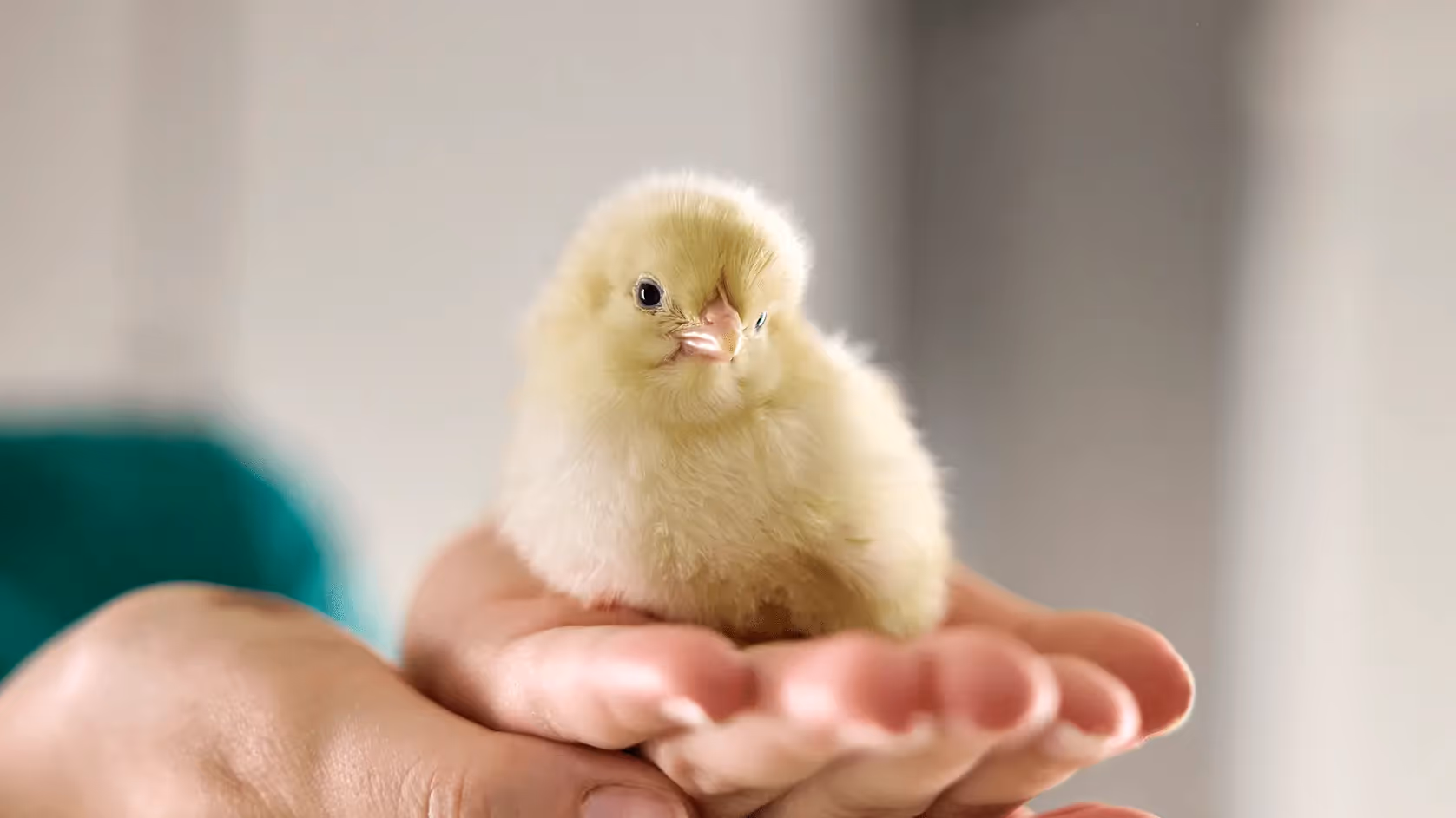 Netherlands Chick Culling Ban