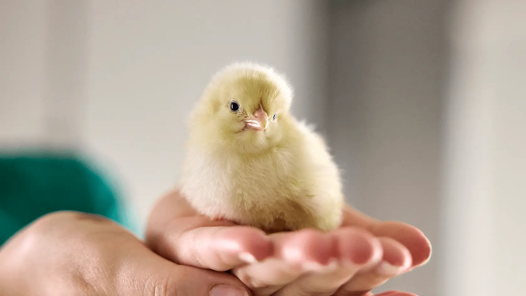 Netherlands Chick Culling Ban