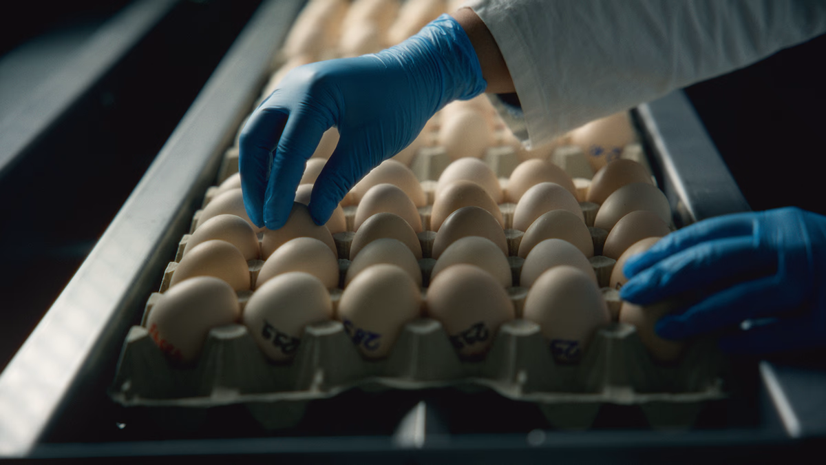 Wimex Group installs Genus Scale to detect egg fertilization status before incubation