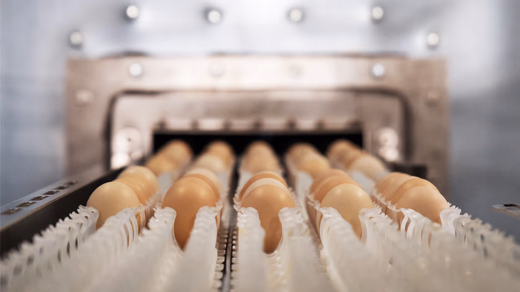 The Story of Orbem’s Revolutionary Fertilization Status Detector