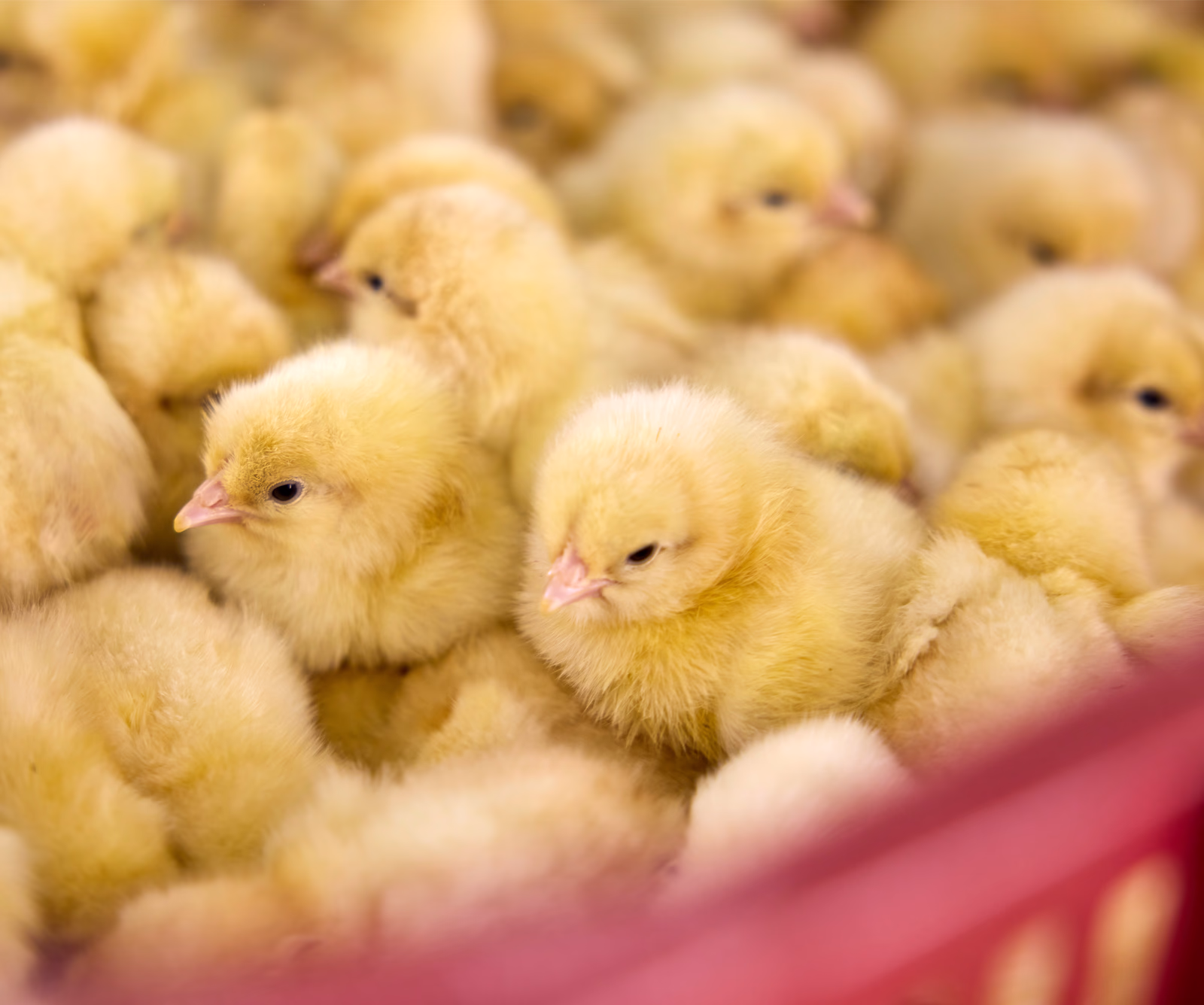 The New EU Livestock Strategy wants to Future-Proof the Livestock Sector
