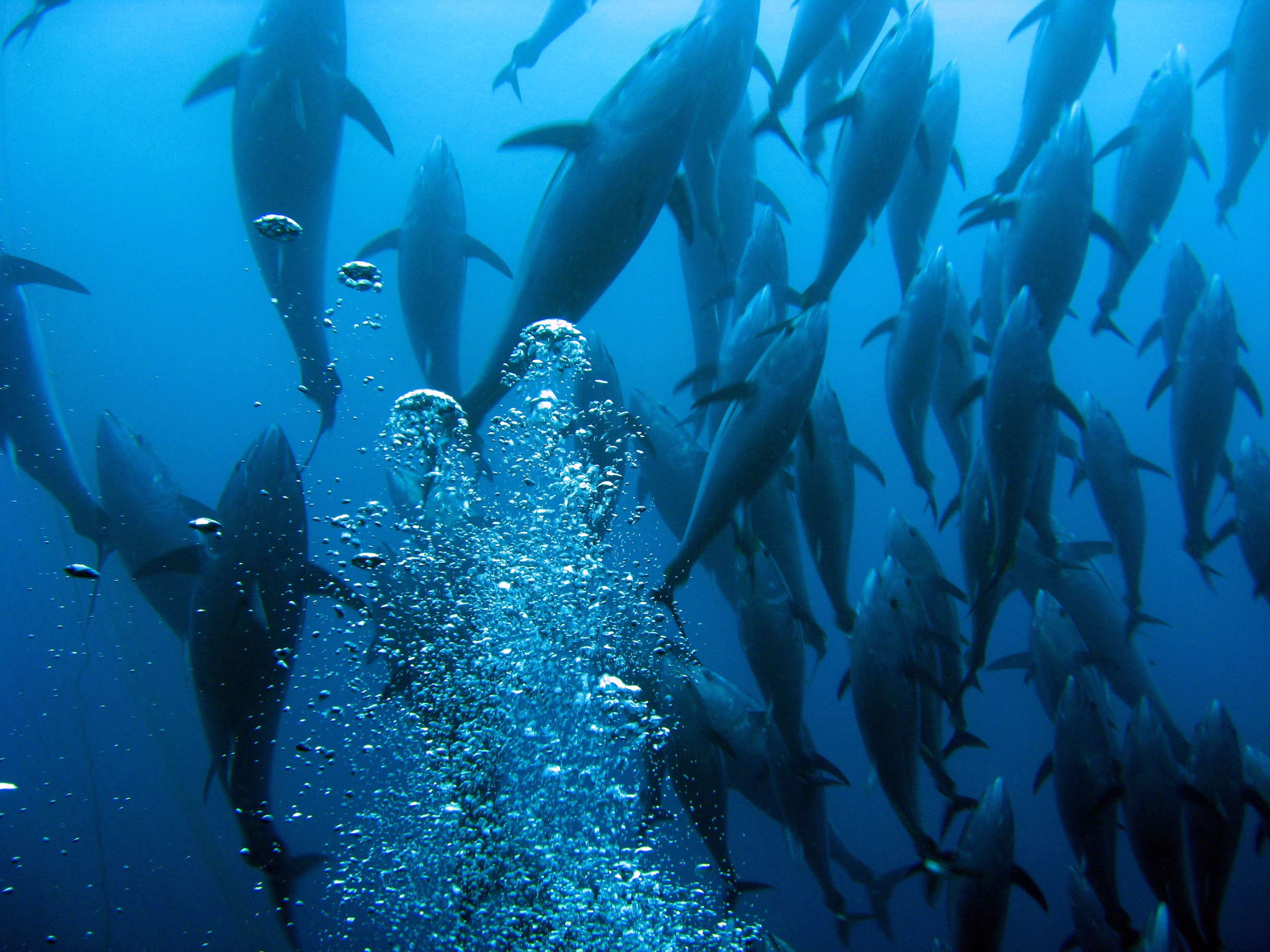 school of tuna swimming upwards