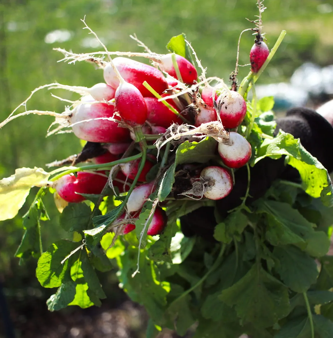 Rabanitos crujientes recién recolectados de nuestro huerto propio en Fuentebuena, listos para servir.