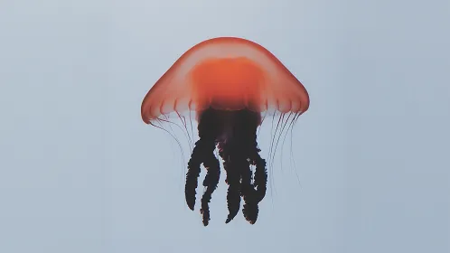 Red jellyfish floating in clear blue water.