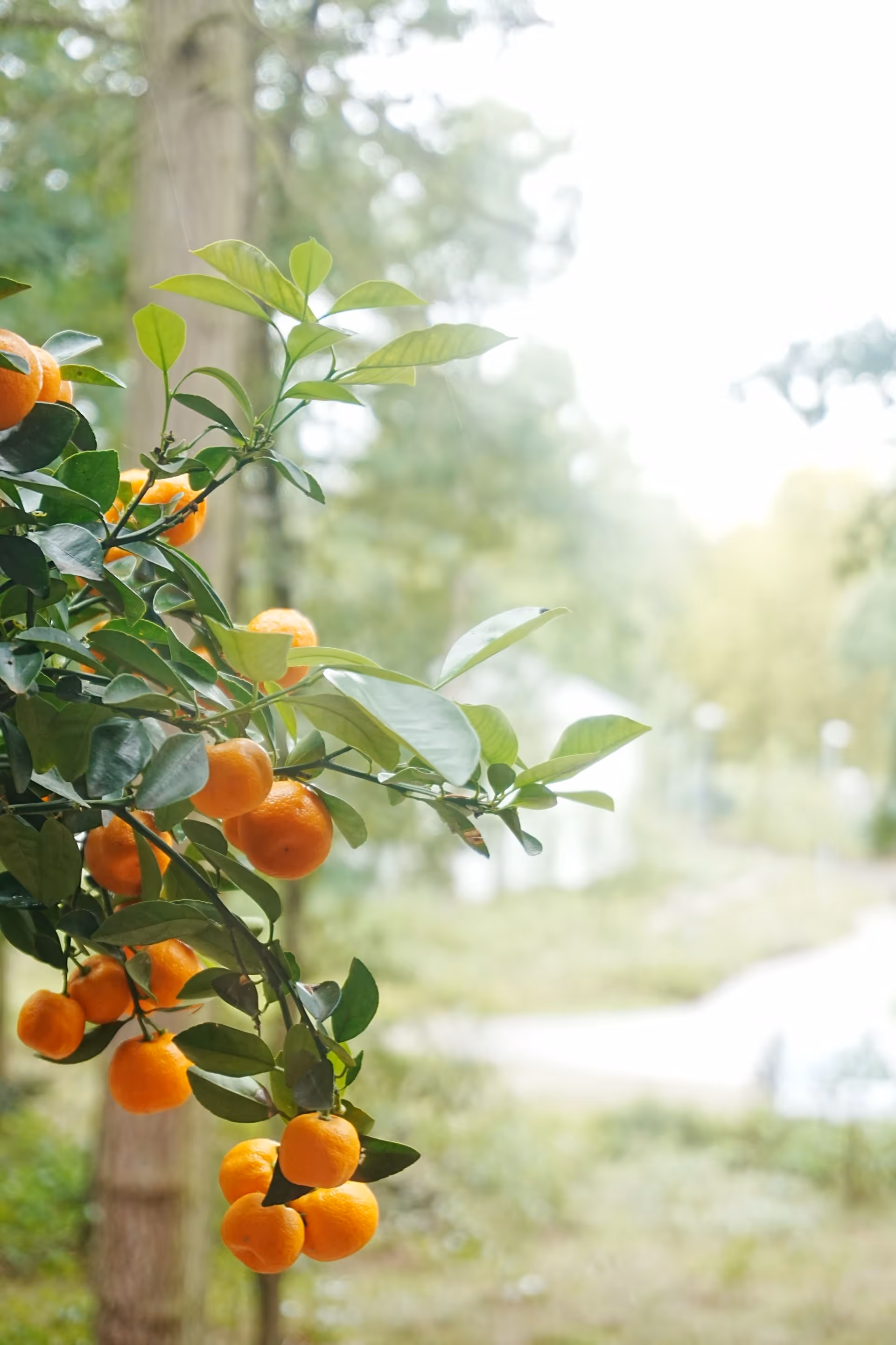 Fresh citrus fruits growing on a tree, symbolizing carefully sourced produce