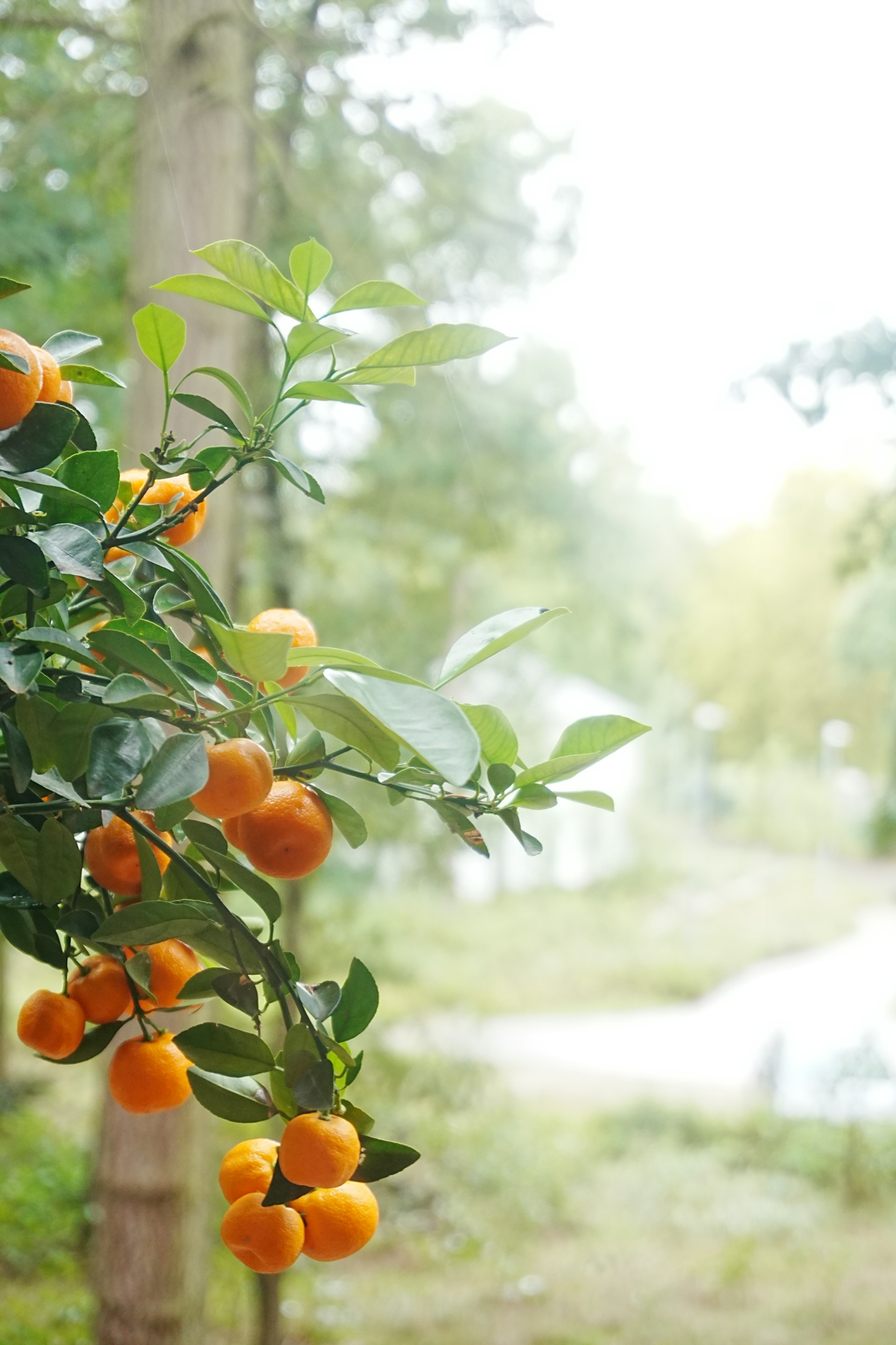 Fresh citrus fruits growing on a tree, symbolizing carefully sourced produce