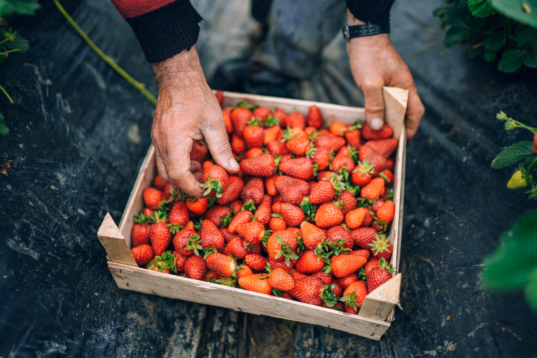 Freshly harvested strawberries selected by hand in the field