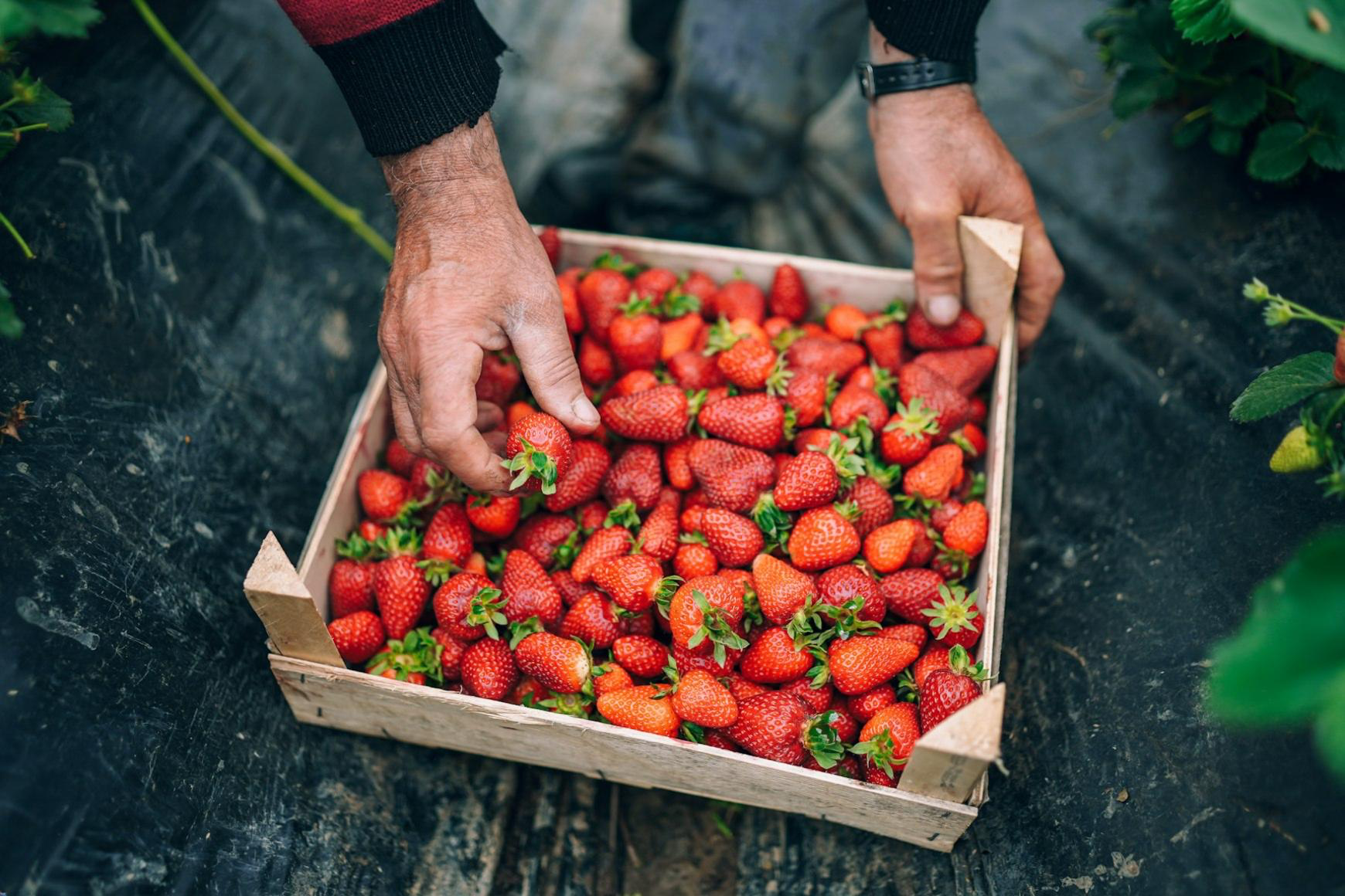 Freshly harvested strawberries selected by hand in the field
