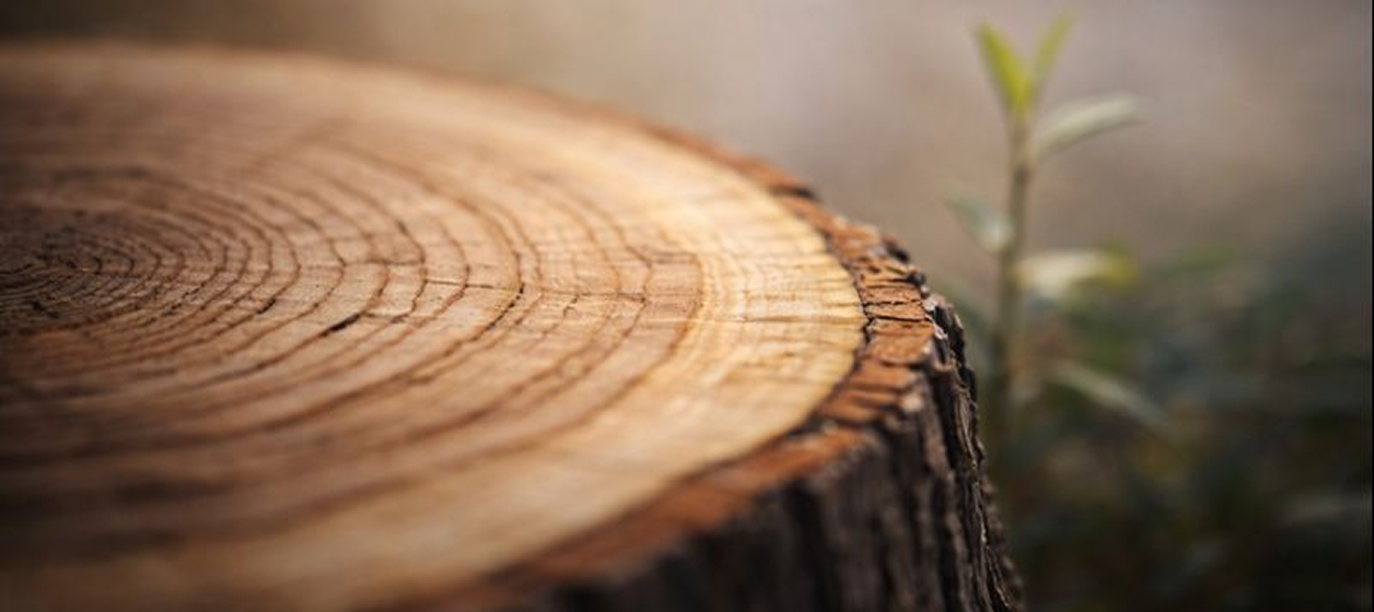 Tree rings