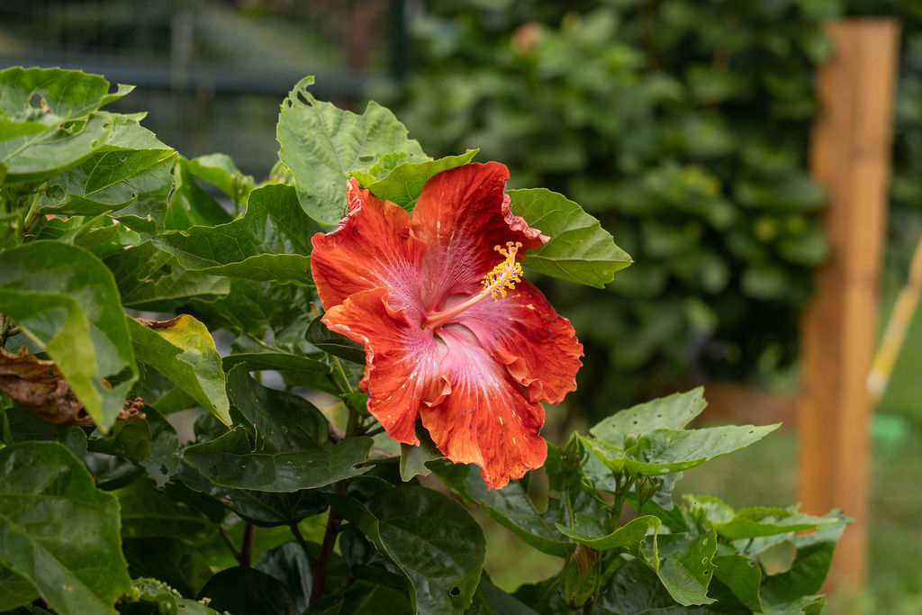 image of fresh meat counter (for a grocery store)