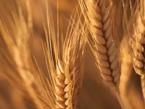 Sensibilité au Gluten : Et si c'était dans votre intestin ? 