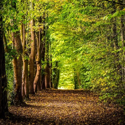 Instagram photo beautiful forest