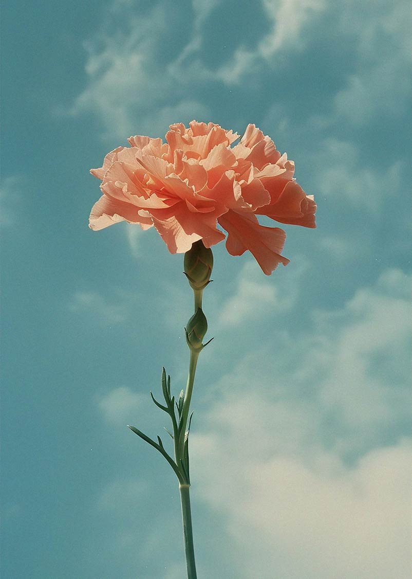 Orange flower on a blue sky background.