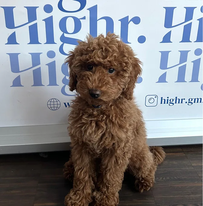 Lockiger brauner Hund sitzt vor einer Wand mit Highr Logo im Hintergrund.