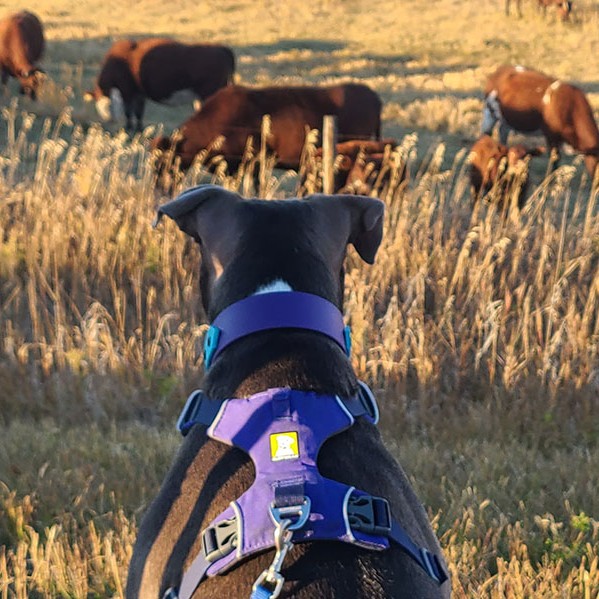 Hannahs dog Trunks displaying impulse control