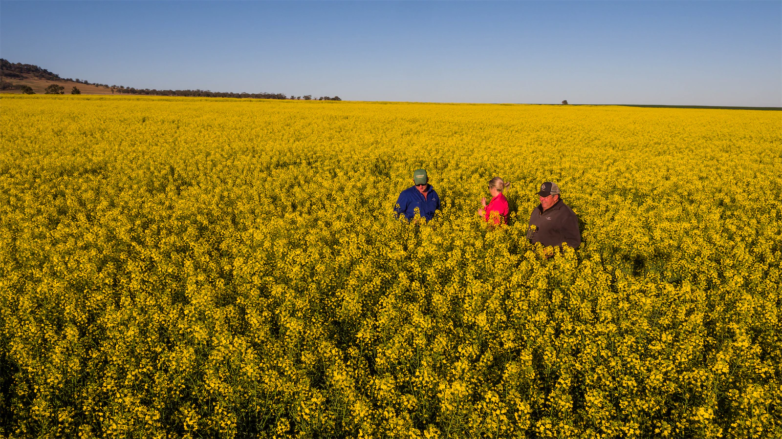 Farmers in a canola field