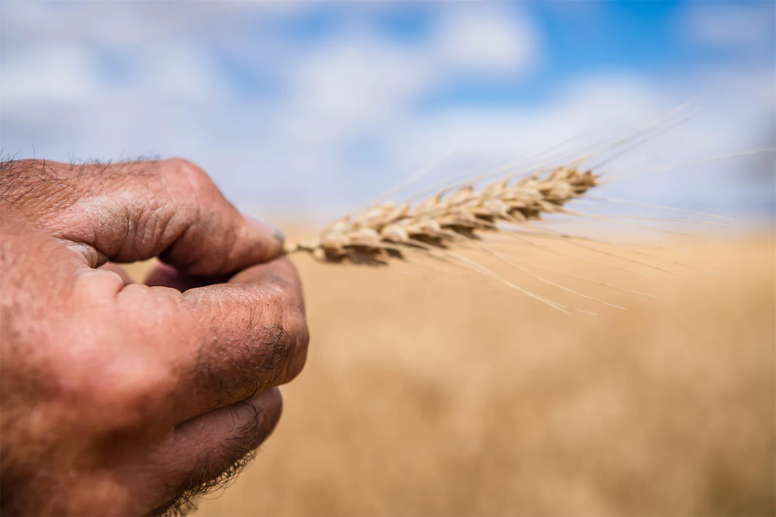 hand of a man who take wheat in his hand