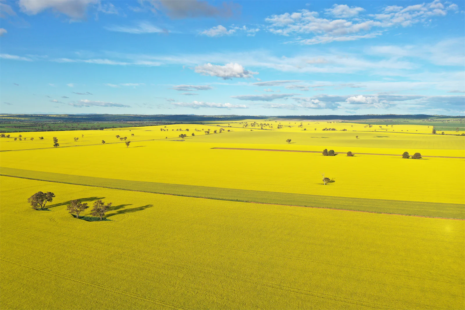 A canola paddock on a farm in Australia