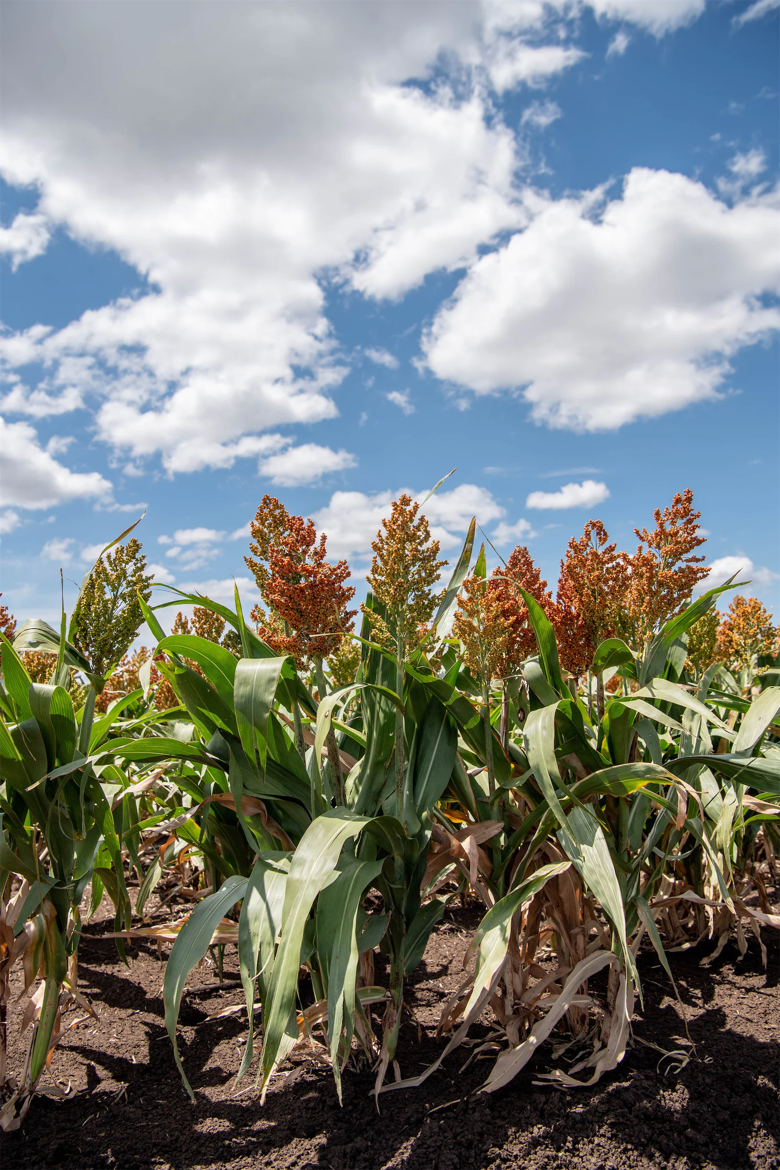 Sorghum field