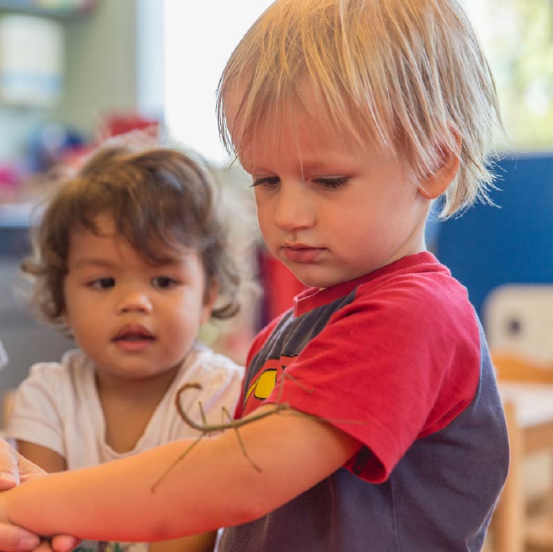 curious kids playing with insect in the class