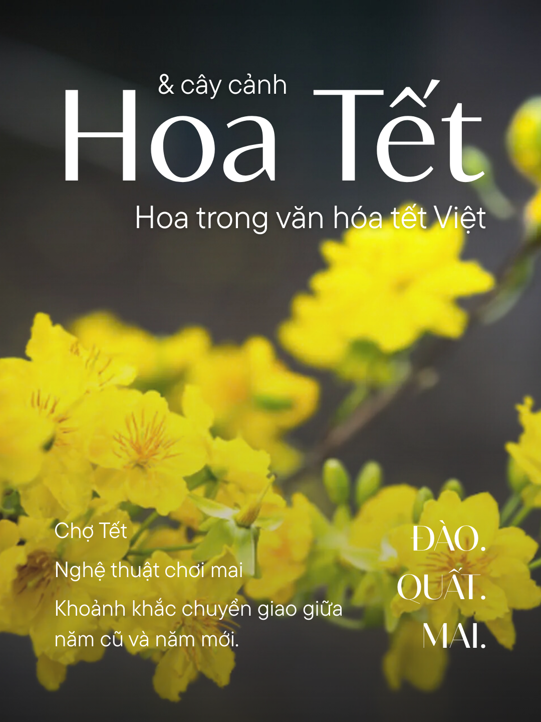 Hoa Tết và Cây Cảnh