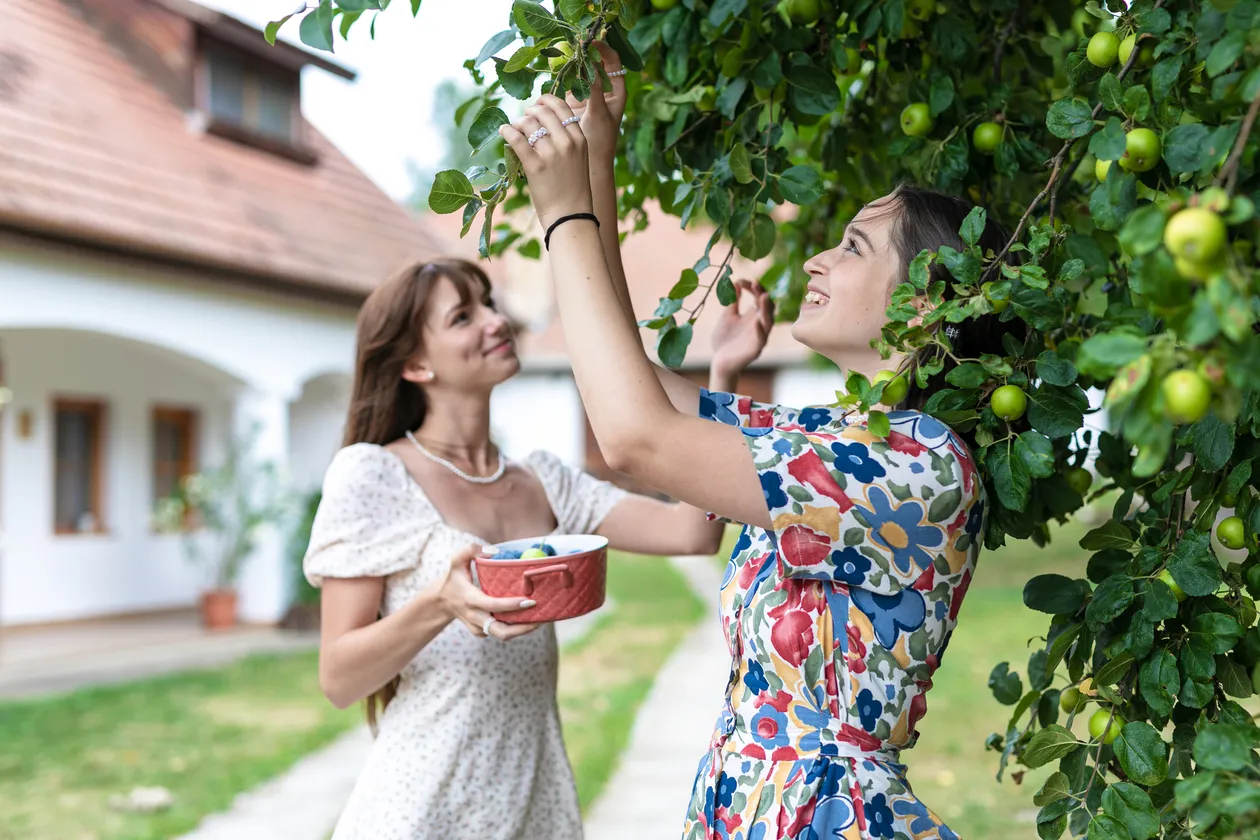 Dve mladé ženy zbierajú zelené jablká z ovocného stromu v záhrade pred domom.