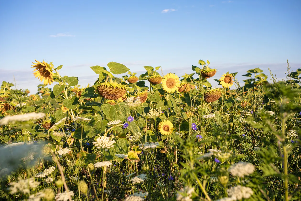 Pole slnečníc so žltými kvetmi a zelenými listami pod jasnou modrou oblohou.