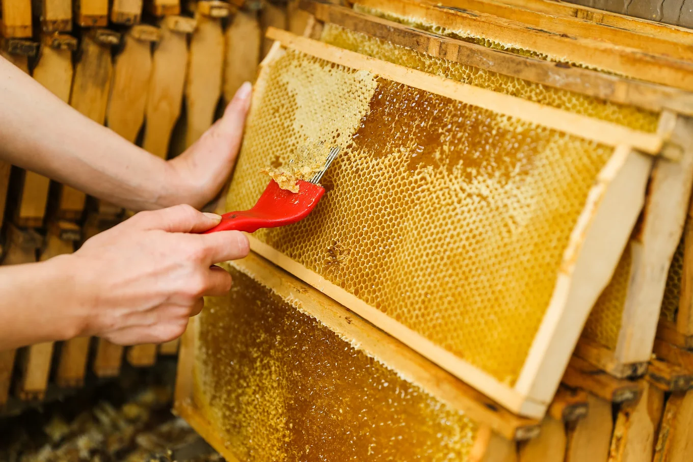 Osoba odstraňuje vosk z rámu plástu v úli pomocou červenej špachtle.