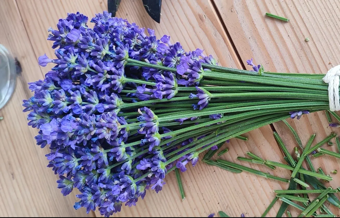Zväzok čerstvých fialových levanduľových kvetov zviazaných bielou šnúrkou leží na drevenom stole.