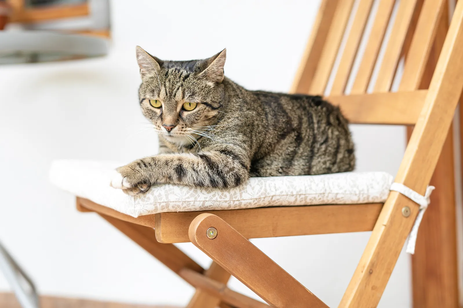Pruhovaná, šedá mačka leží na bledom vankúši na drevenej skladacej stoličke.