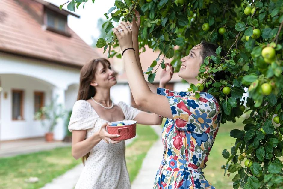 Dve ženy zbierajú zelené jablká zo stromu v záhrade pred domom.