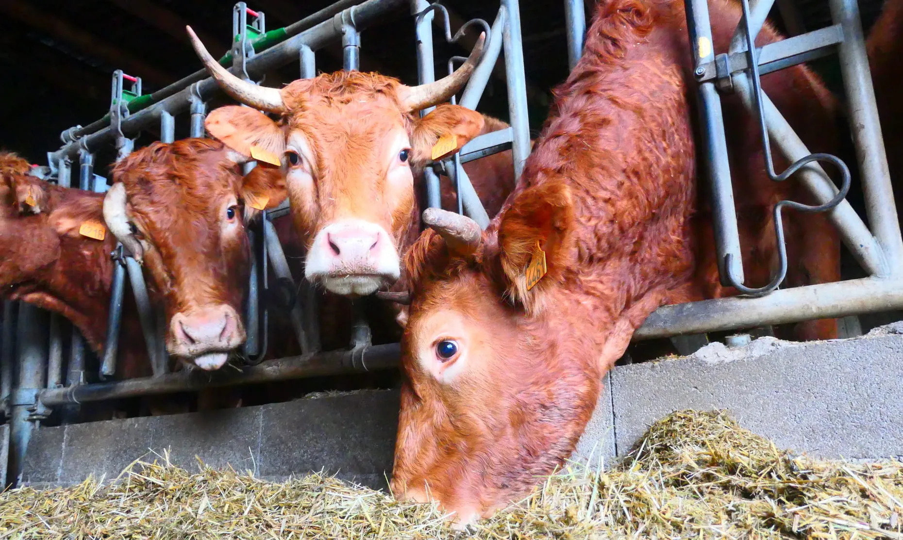 Image pour illustrer la production de viande bovine à la ferme