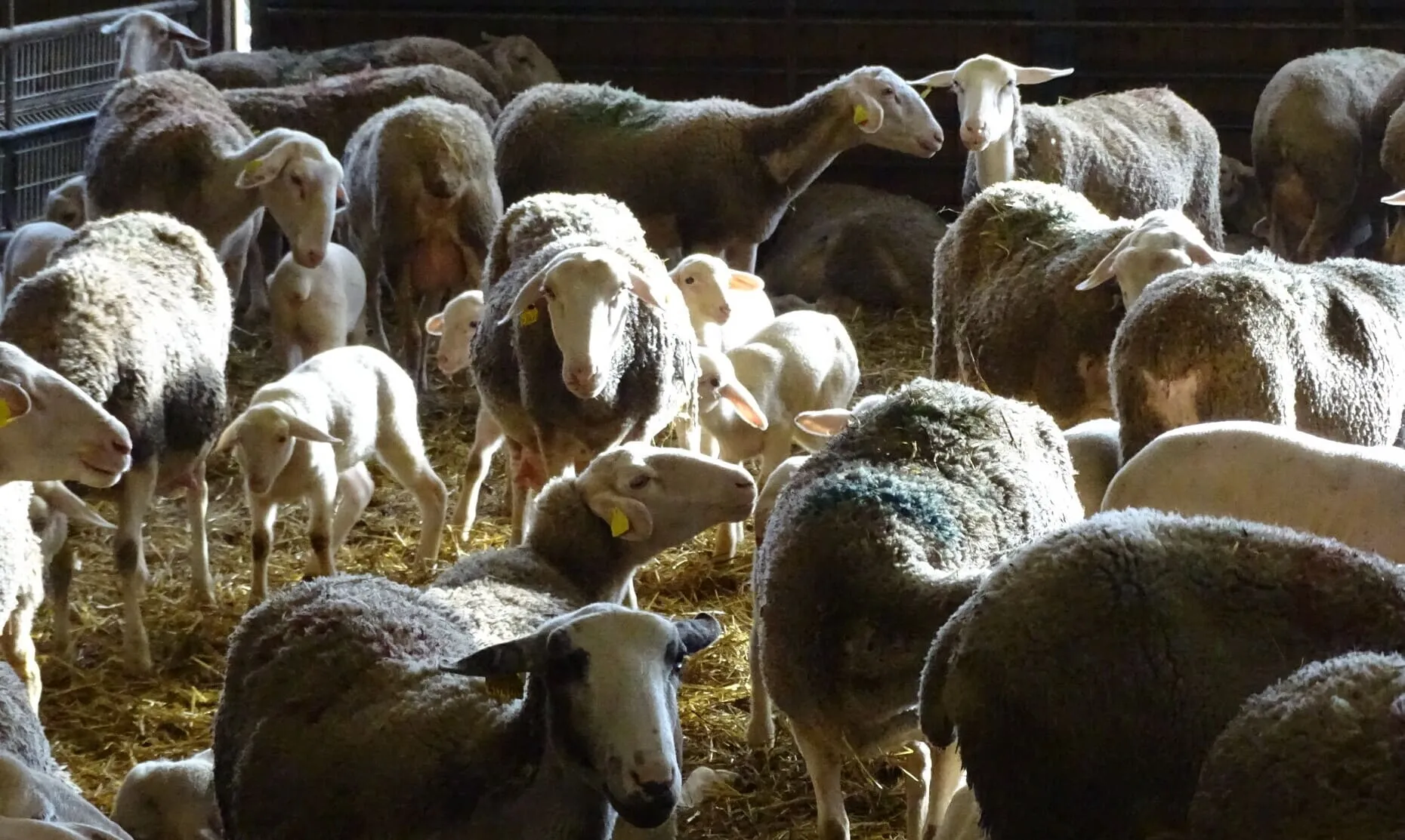 Image pour illustrer la production de produits laitiers bio à base de brebis à la ferme