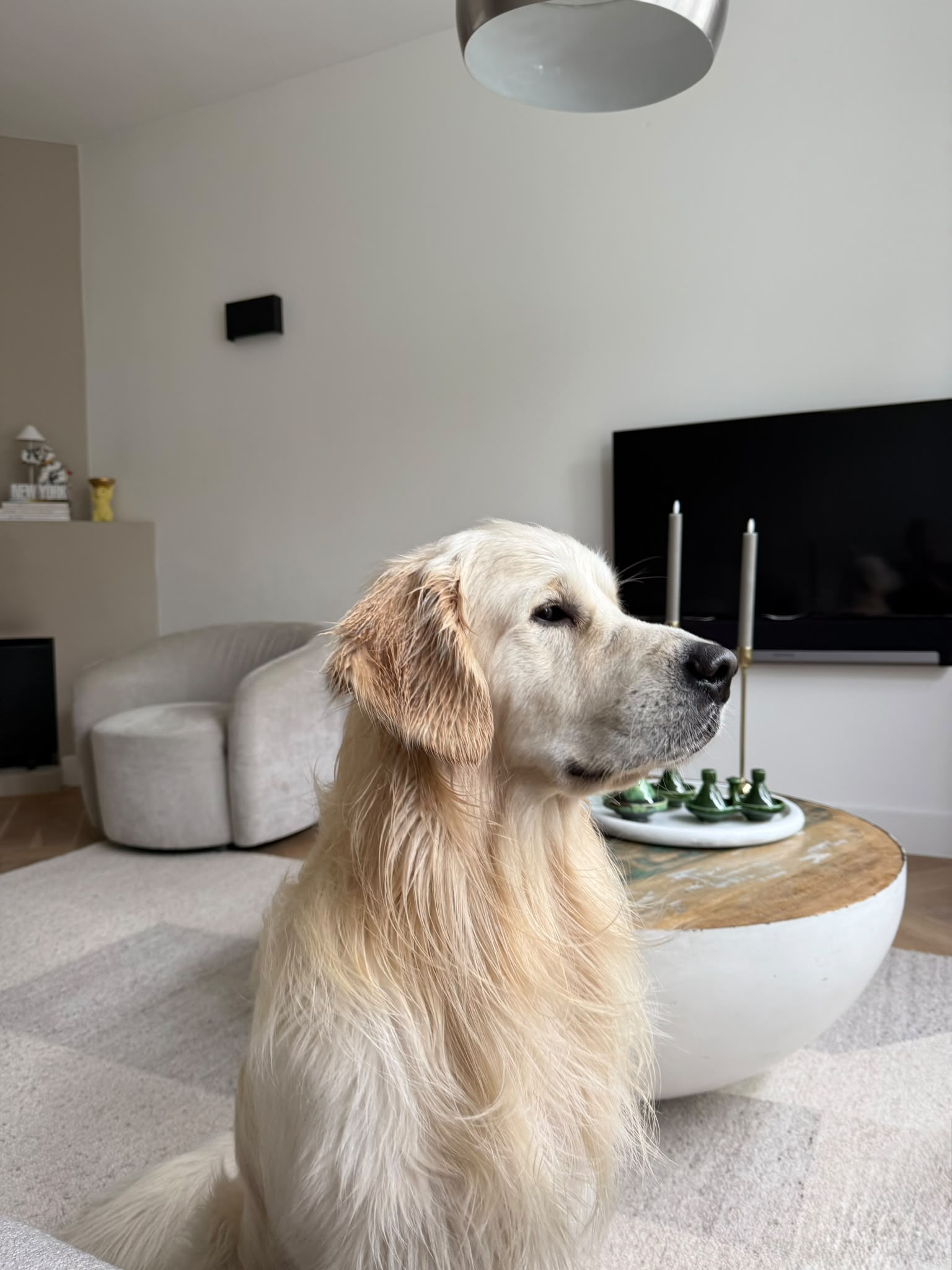 Buddy, de kantoorhond van Live Impact, in de woonkamer