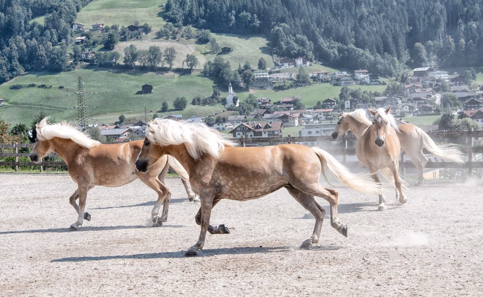 Vier braune Pferde mit weißen Mähnen galoppieren auf einem hellen Feld vor einer grünen Hügellandschaft mit Häusern.