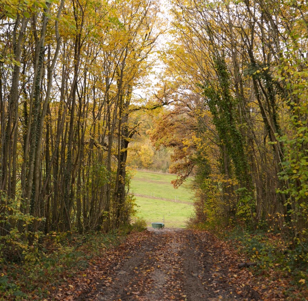 Chemin de terre recouvert de feuilles d'automne traversant une forêt aux arbres aux feuilles jaunes avec une clairière verte au loin.