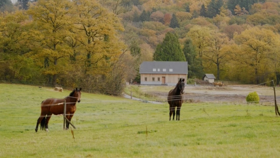 Deux chevaux dans un champ clôturé avec une maison et des arbres aux couleurs d'automne en arrière-plan.