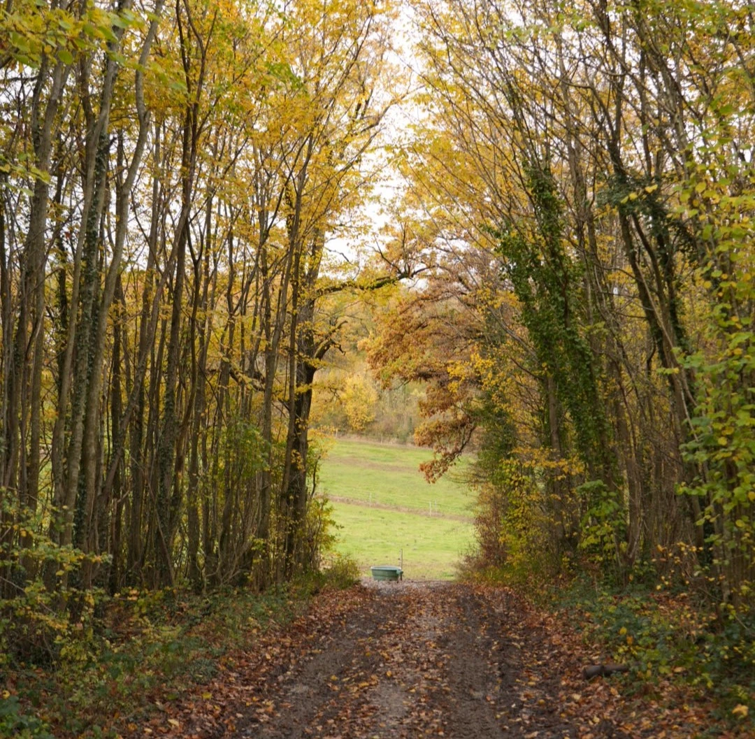 Chemin de terre recouvert de feuilles d'automne traversant une forêt aux arbres aux feuilles jaunes avec une clairière verte au loin.