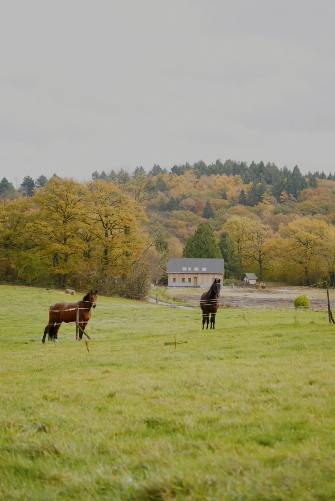 Deux chevaux dans un champ clôturé avec une maison et des arbres aux couleurs d'automne en arrière-plan.