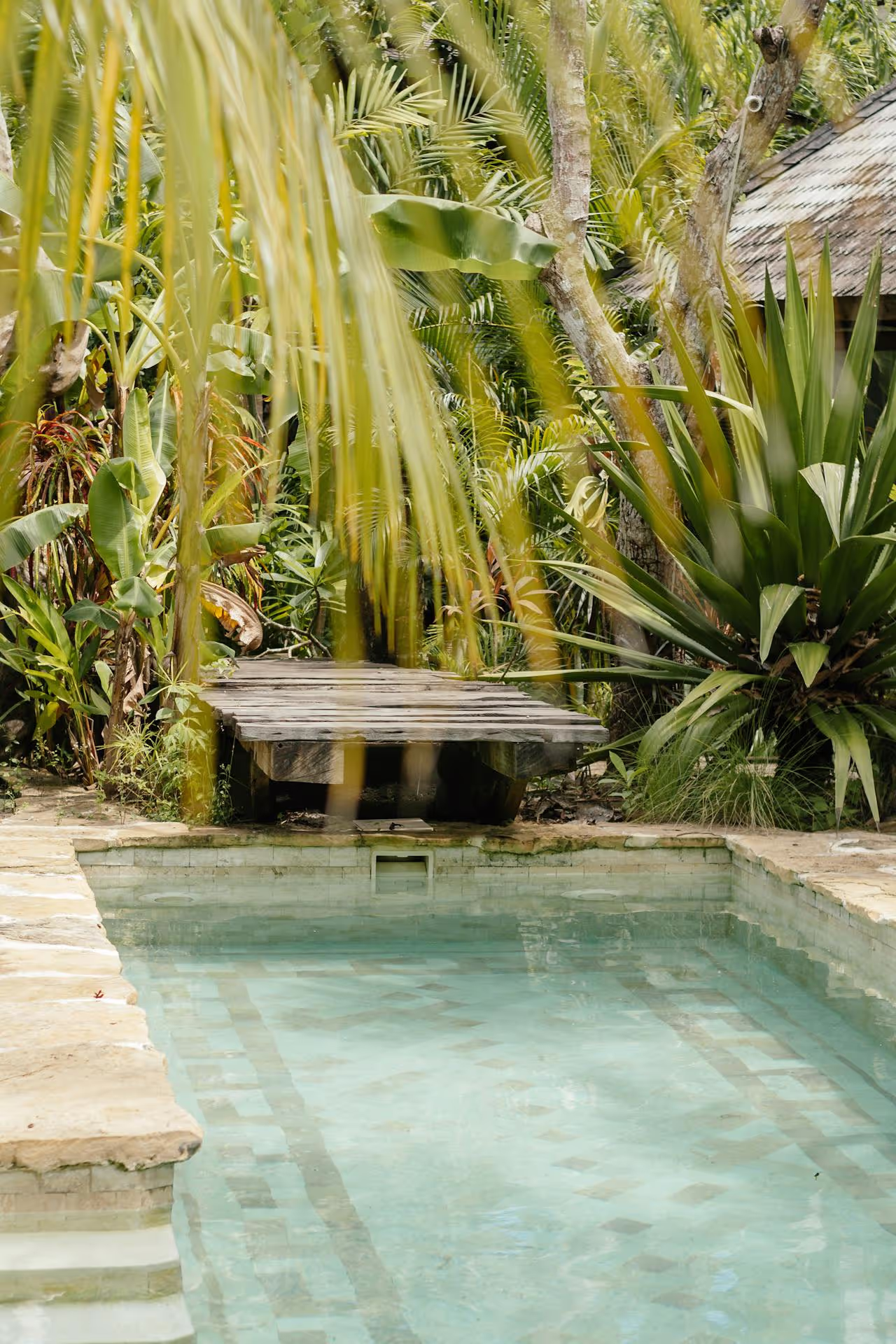Swimming pool with tropical trees behind. 