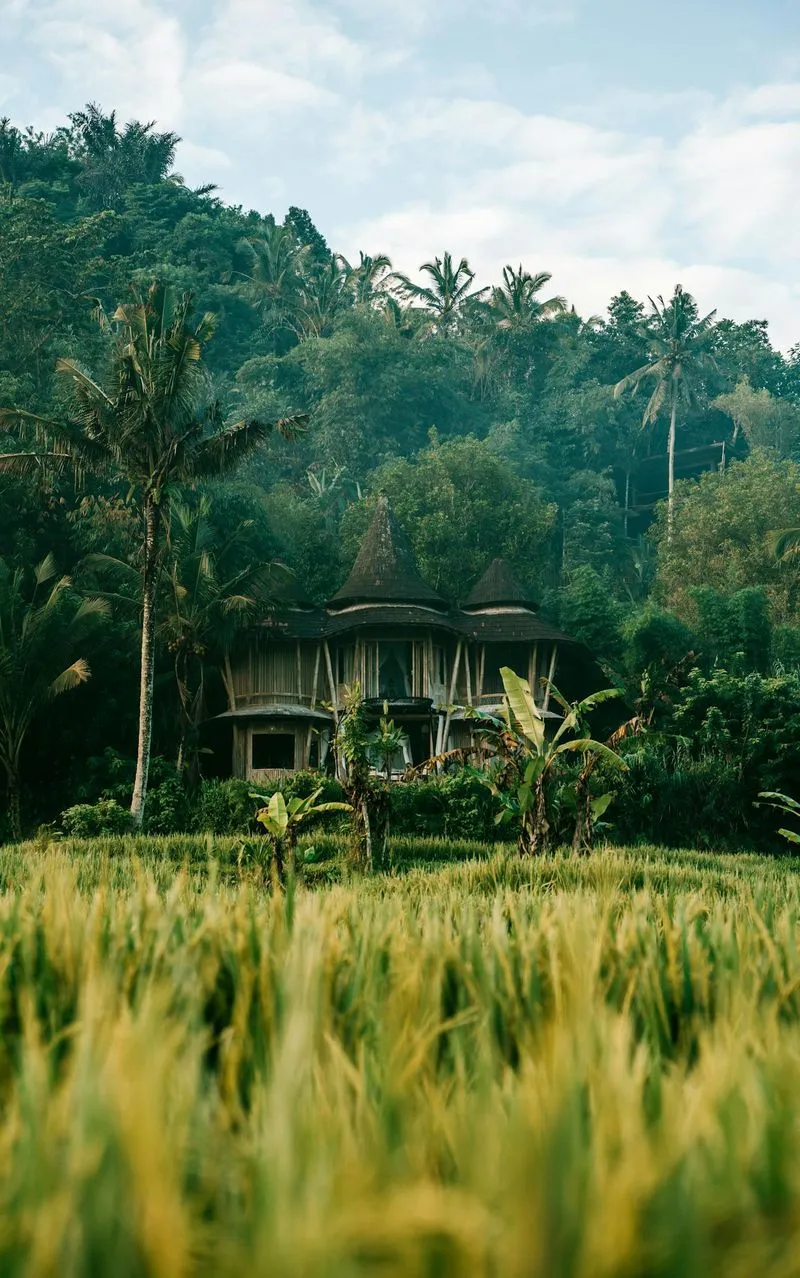 Rice field with a house in the middle, and a lot of palm trees.
