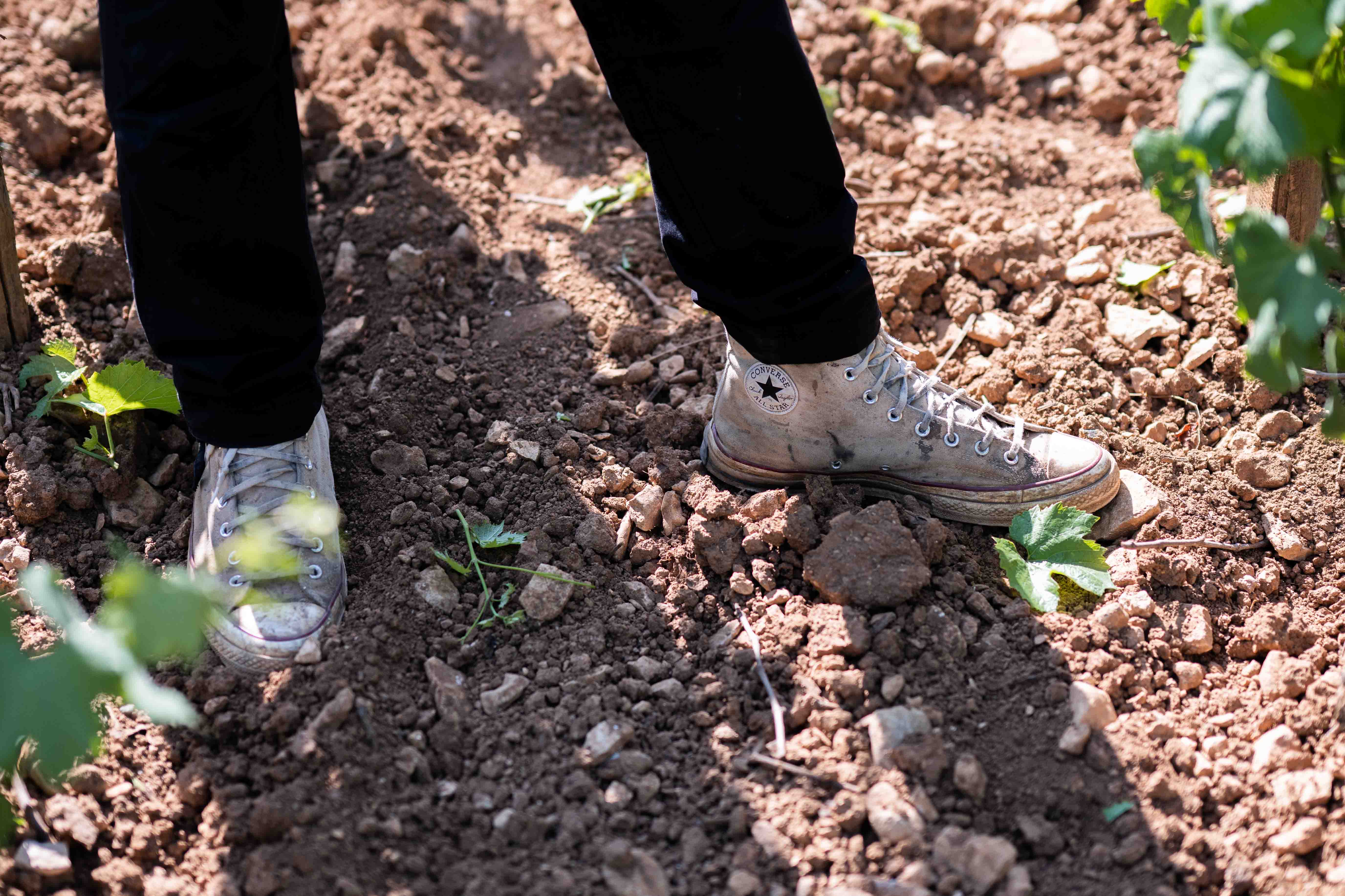 Converse im Weinberg