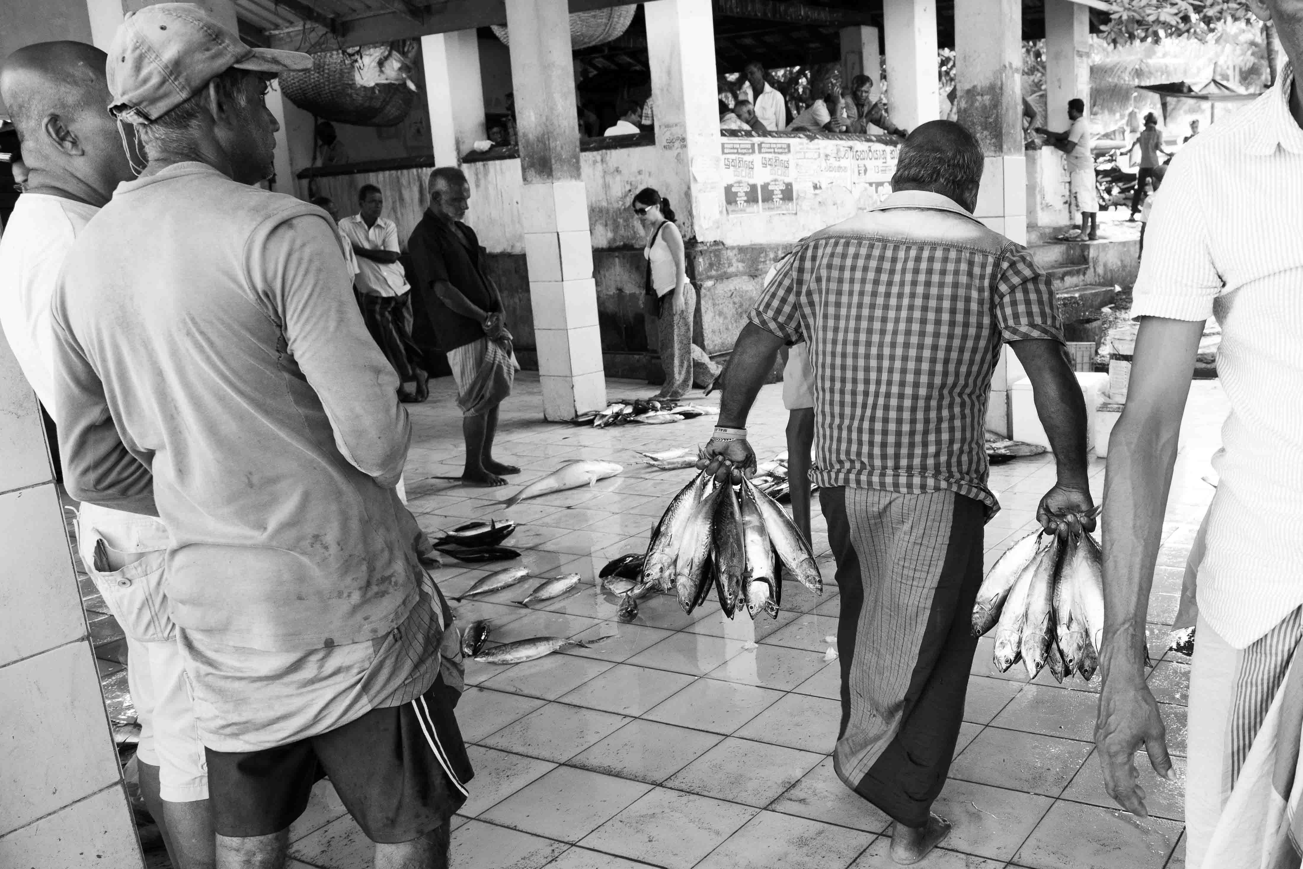 Fischmarkt Sri Lanka