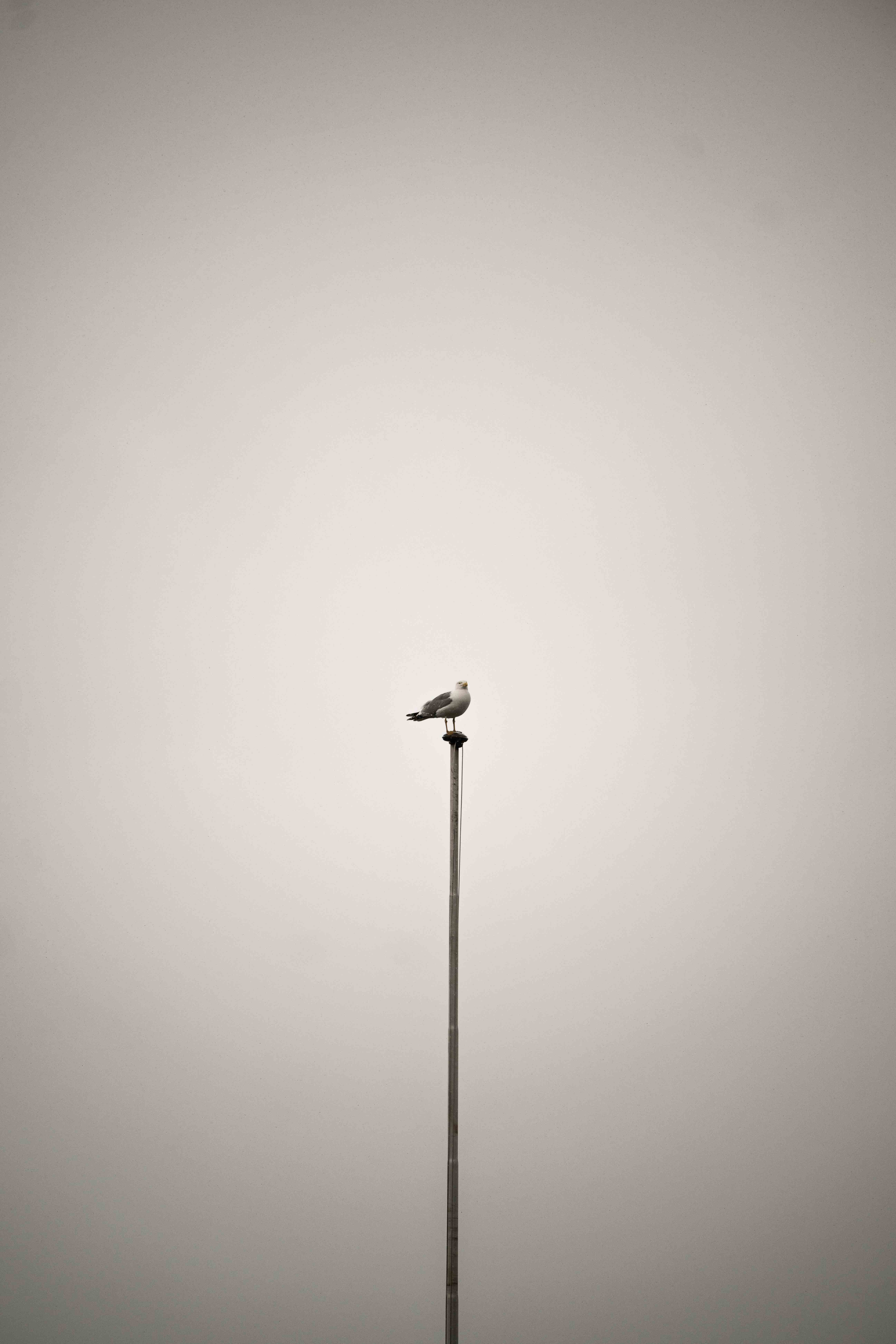 Möve auf Fahnenmast