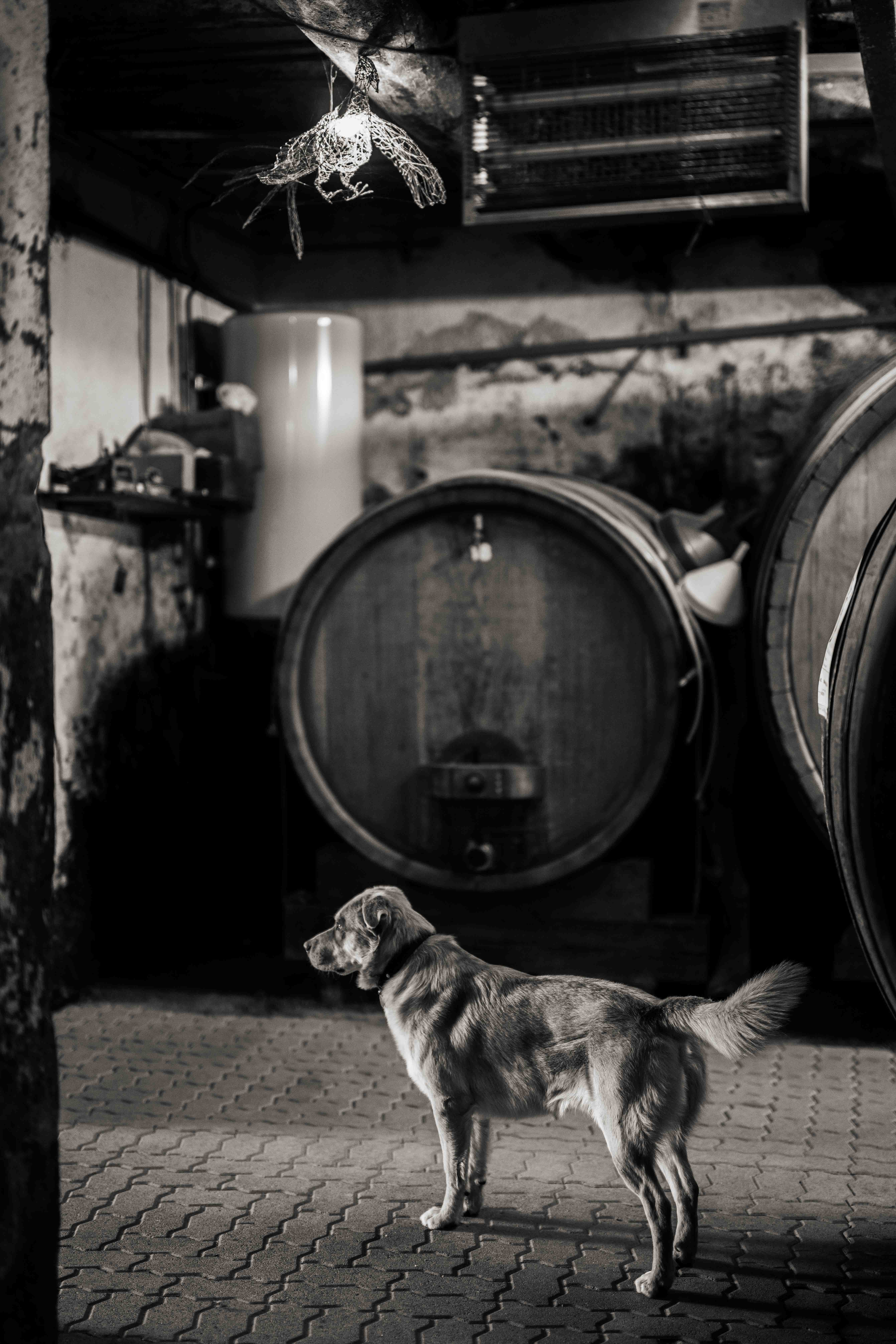 Hund im Weinkeller