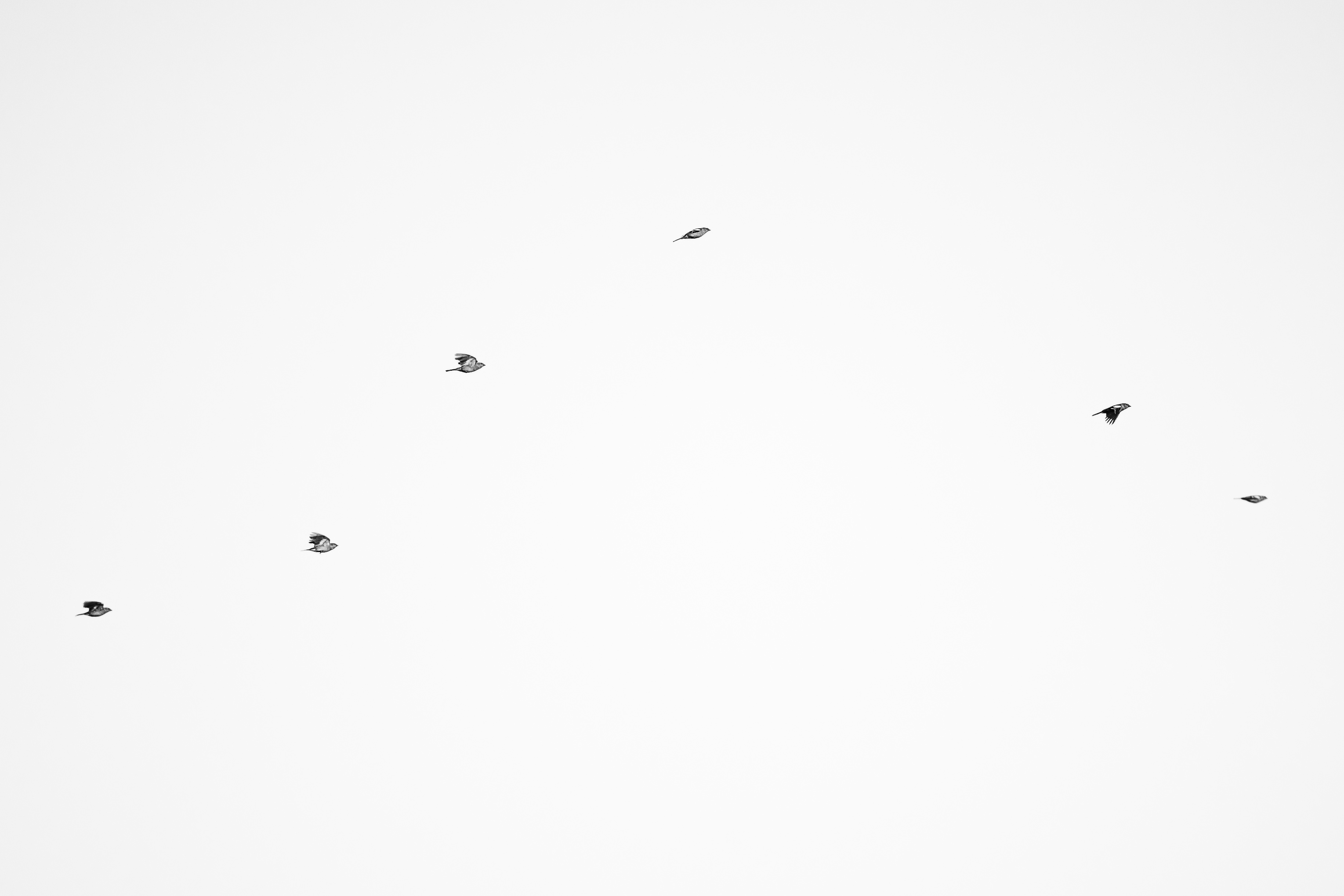 Vögel im Flug