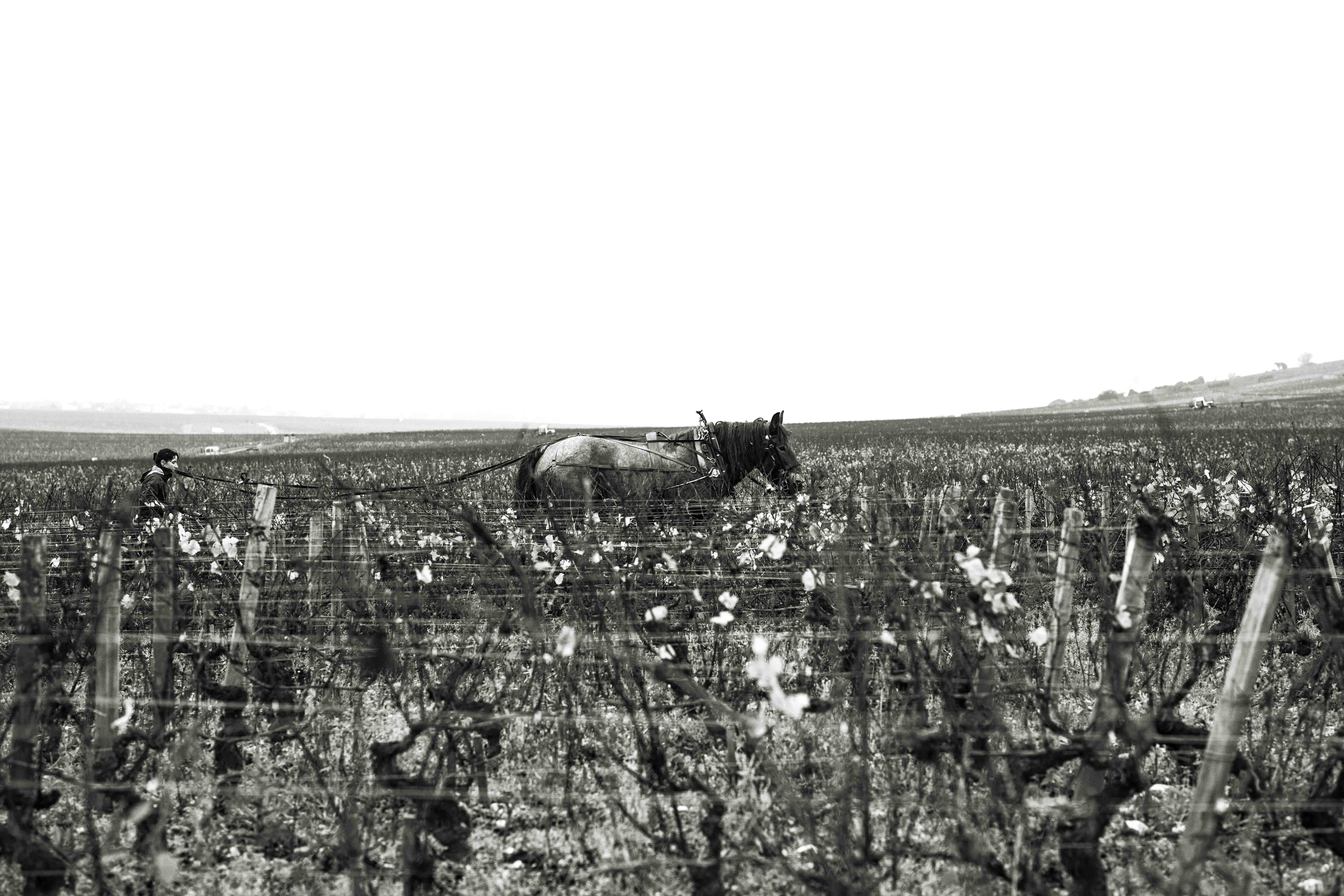 Pferd beim Pflügen im Weinberg