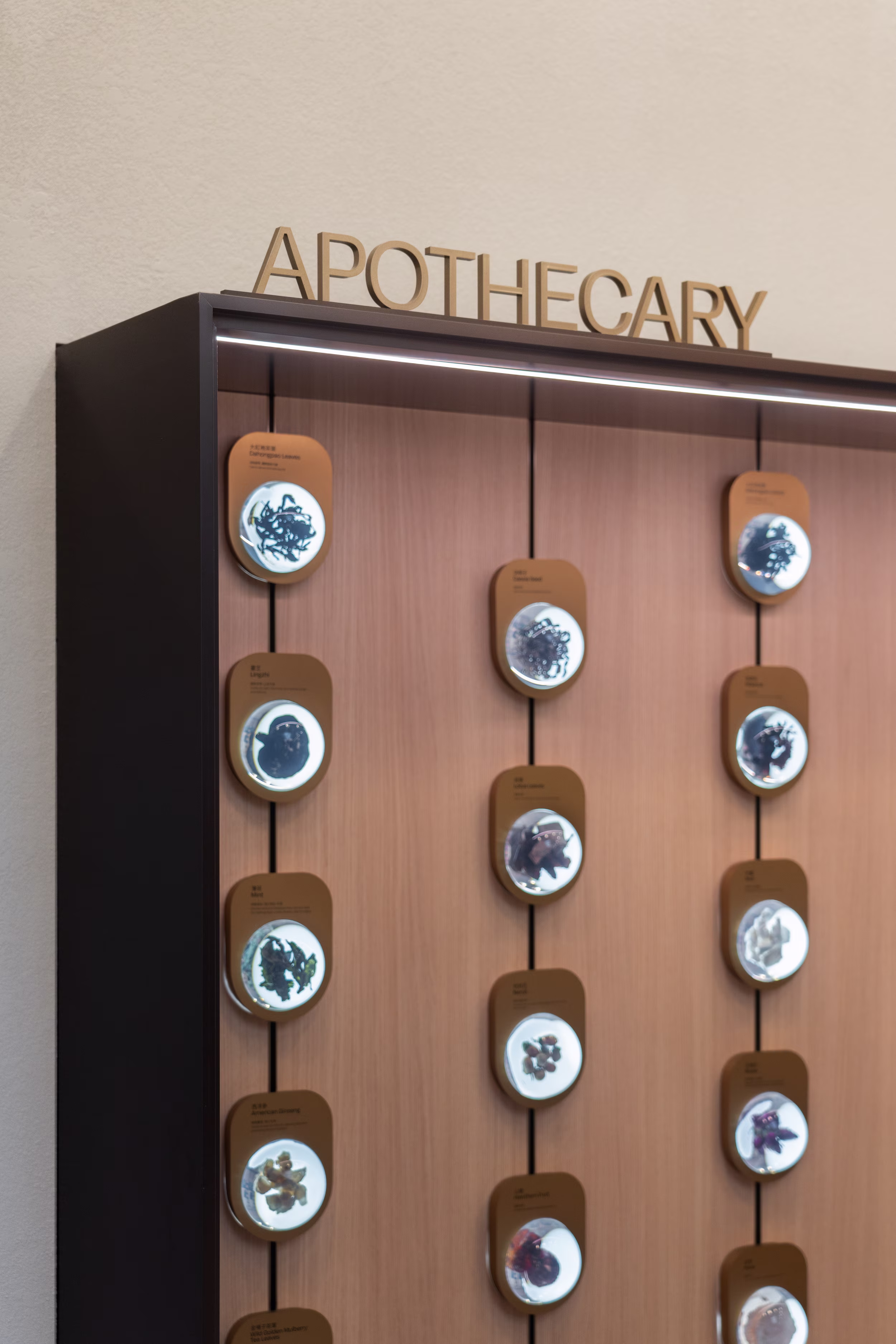 Tea Chateau interior with Coelux artificial skylight panels overhead illuminating the tea bar and apothecary wall with warm natural-emulating light